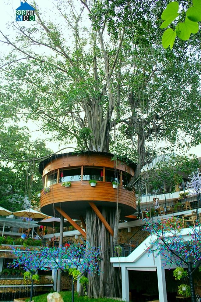 Ảnh Độc đáo quán cà phê trên cây đẹp nhất Sài Gòn
