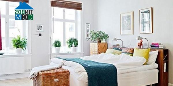 Nếu vẫn có ý định mang cây xanh vào phòng ngủ, bạn cần chú ý một số điểm sau: