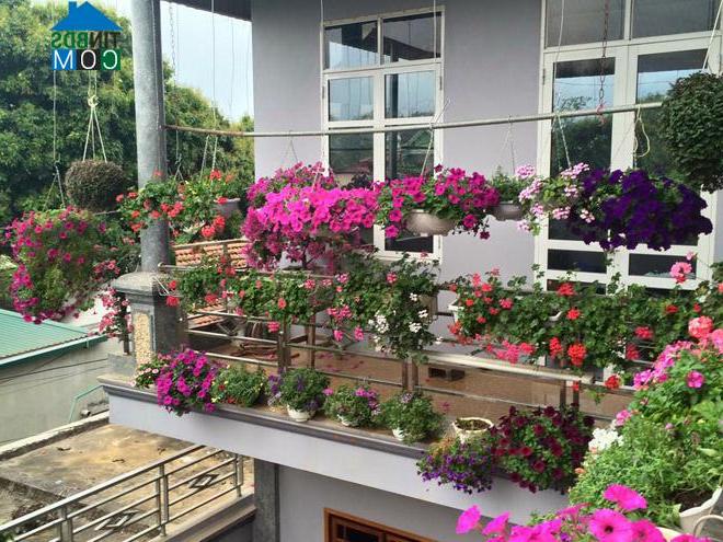 Hoa dạ yến thảo đủ các màu sắc nở rộ trên ban công ngôi nhà