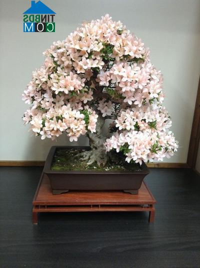 Ảnh Những chậu cây bonsai trang trí nhà đẹp mỹ mãn