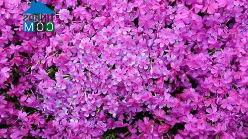 Hàng ngàn bông hoa khoe sắc màu rực rỡ vẽ lên bức tranh màu sắc tuyệt đẹp cho trang trại của ông bà