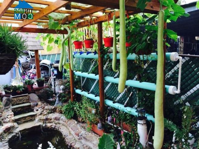 Ảnh Khu vườn nhỏ của gia đình Việt ở Mỹ gợi nhớ quê nhà