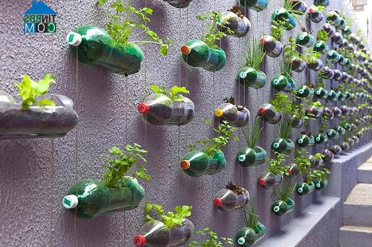 Ảnh Thiết kế vườn treo tiết kiệm không gian từ vỏ chai nhựa