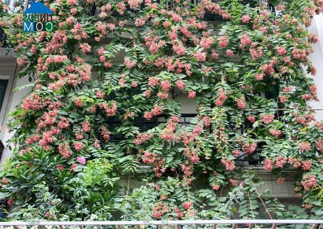 Ảnh Nhà 3 tầng phủ kín hoa nổi bật nhất phố Hà Nội