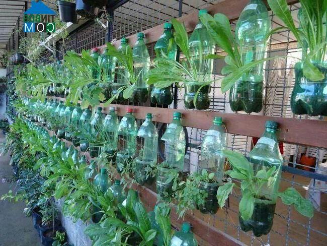 Ảnh Thiết kế vườn treo tiết kiệm không gian từ vỏ chai nhựa