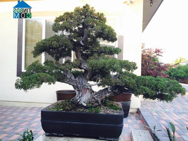 Nhiều và quý nhất vẫn là những cây bonsai, chẳng hạn như bách xù Nhật