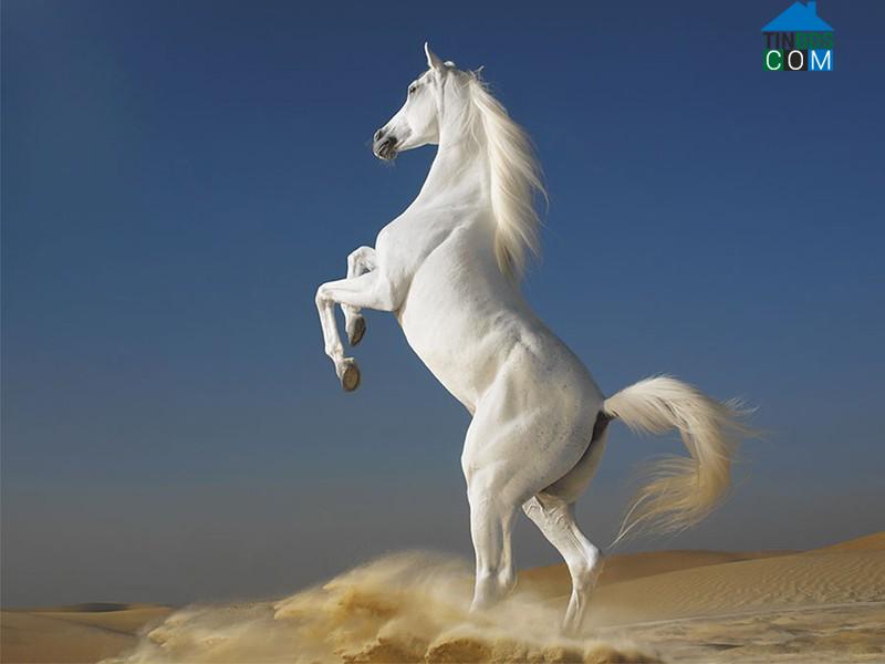 Tranh ngựa trắng đơn lẻ mang ý nghĩa về sự cô độc. Ảnh minh họa
