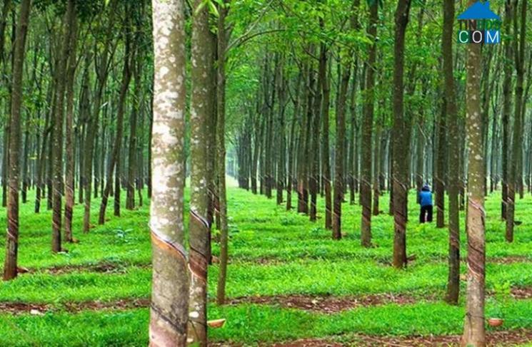 Đất cây lâu năm mang lại lợi ích về kinh tế, đời sống xã hội và góp phần cải thiện môi trường tự nhiên.