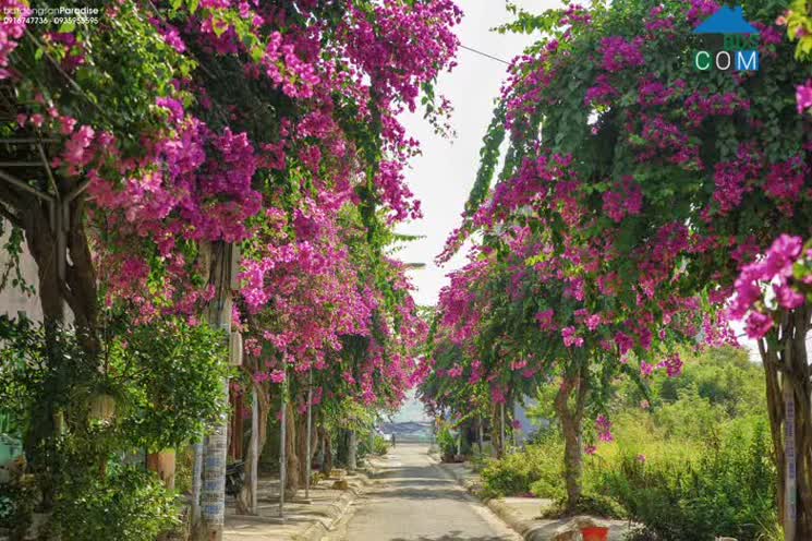 Hình ảnh Bạch Thái Bưởi, Nha Trang, Khánh Hòa