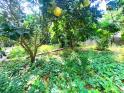 Lô đất 786m/180m đất ở sẵn có nhà cấp 4 và vườn cây ăn quả Quốc Oai