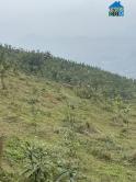 Mình cần bán lô đất rừng sản xuất. Diện tích bìa 56 ha tại  - Huyện Tân Sơn - Phú Thọ
