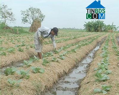 Hình ảnh Vĩnh Lợi, Cần Thơ