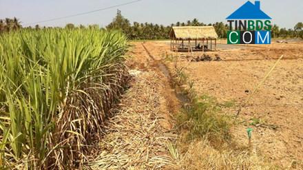 Hình ảnh Cù Lao Dung, Cần Thơ