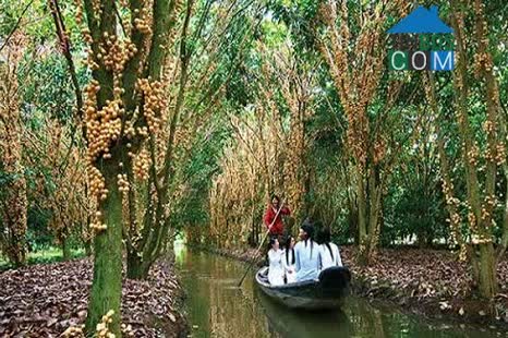 Hình ảnh Trung Hưng, Cần Thơ