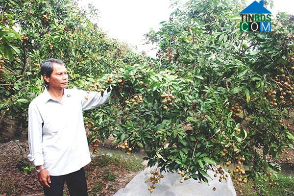 Hình ảnh Phong Nẫm, Cần Thơ