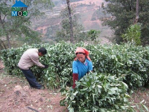 Hình ảnh Cô Ba, Cao Bằng