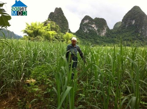 Hình ảnh Thạch An, Cao Bằng