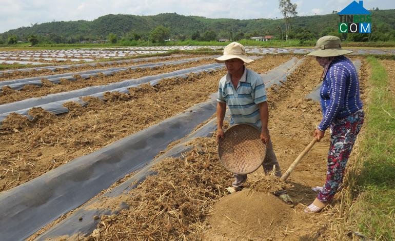 Hình ảnh Tuy An Tây, Đắk Lắk