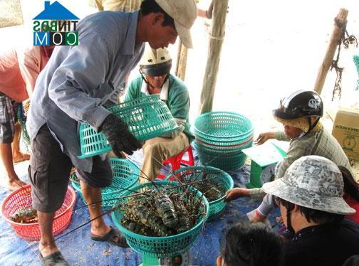 Hình ảnh Xuân Đài, Đắk Lắk