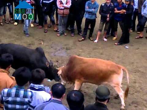 Hình ảnh Quảng Lâm, Cao Bằng