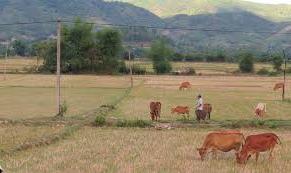 Hình ảnh Xuân Phước, Đắk Lắk