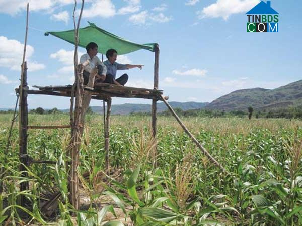 Hình ảnh Phú Mỡ, Đắk Lắk