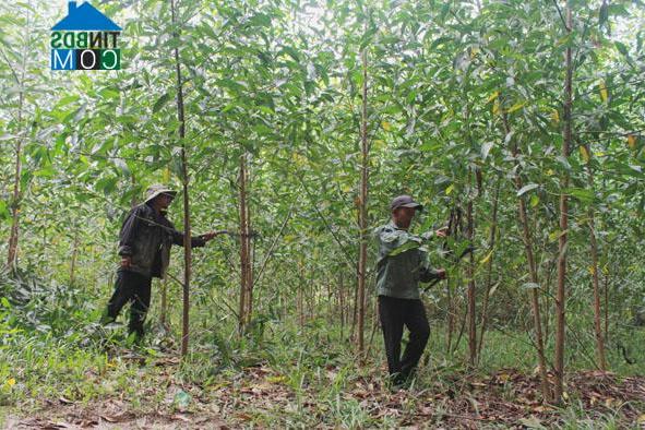 Hình ảnh Ea Trang, Đắk Lắk