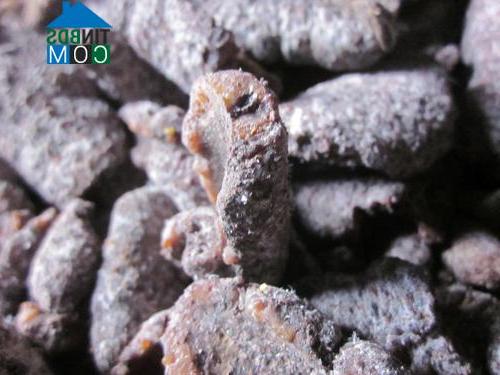 Hình ảnh Mường Tùng, Điện Biên