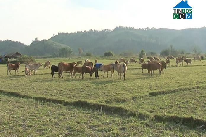 Hình ảnh Nà Bủng, Điện Biên