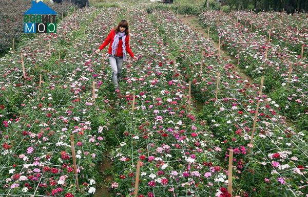 Hình ảnh Thượng Cát, Hà Nội