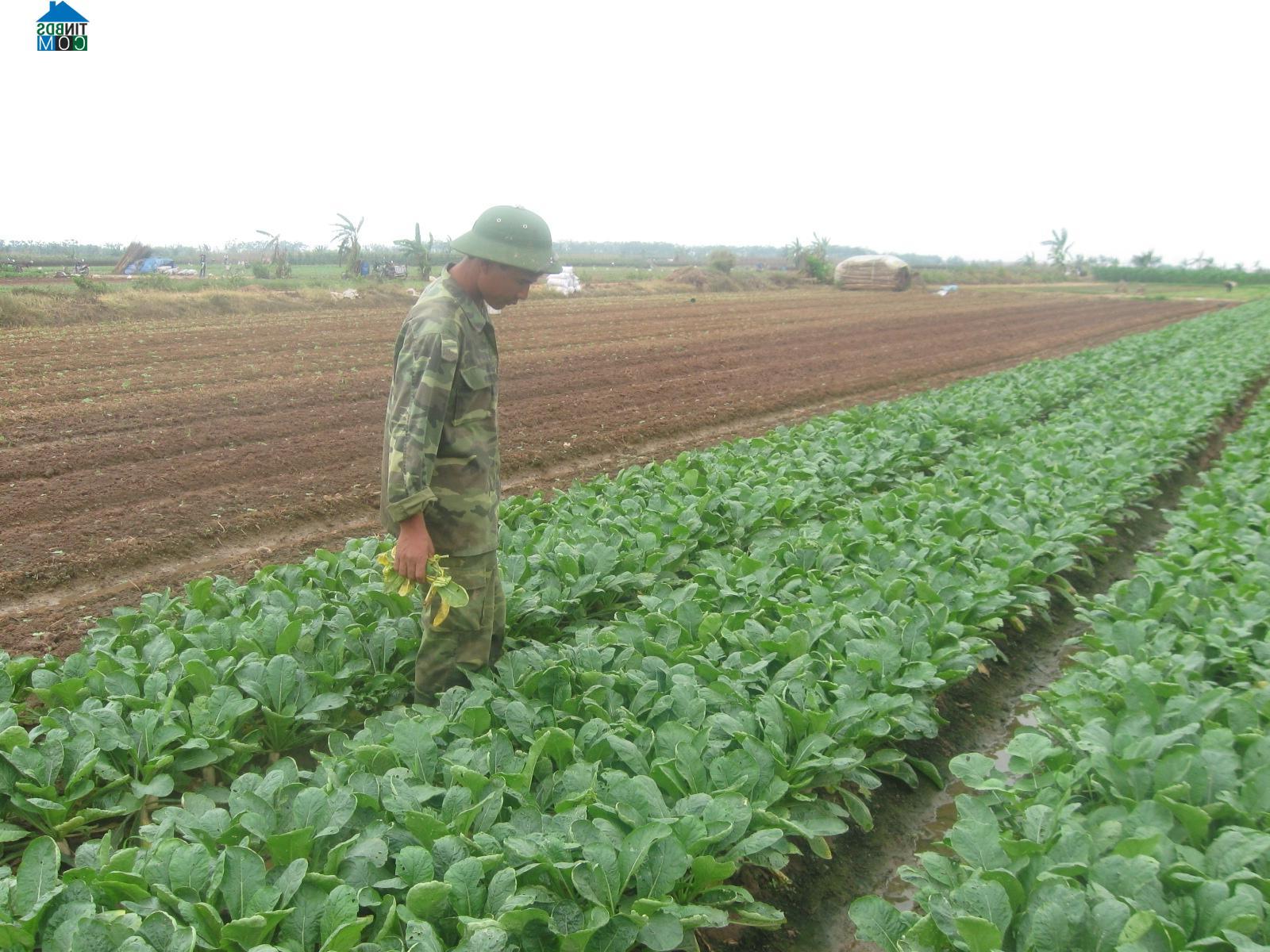 Hình ảnh Mê Linh, Hà Nội