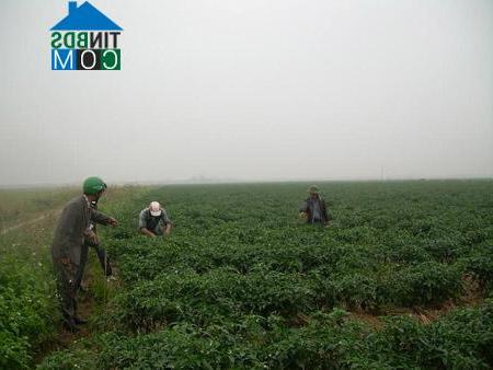 Hình ảnh Nguyễn Bỉnh Khiêm, Hải Phòng