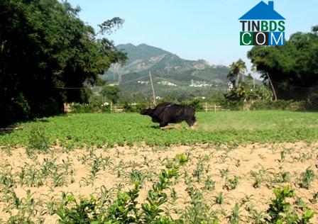 Hình ảnh Thượng Đức, Đà Nẵng