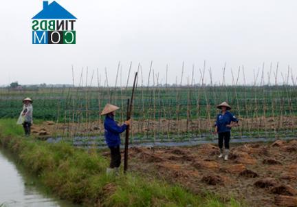 Hình ảnh An Phong, Hải Phòng