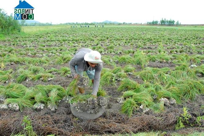 Hình ảnh Vĩnh Gia, An Giang