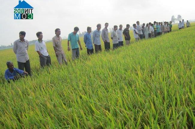 Hình ảnh Vĩnh Hanh, An Giang