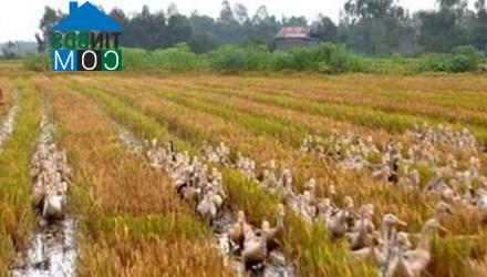 Hình ảnh Núi Cấm, An Giang