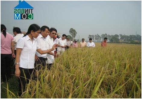Hình ảnh Hạp Lĩnh, Bắc Ninh