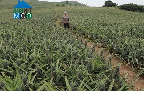 Hình ảnh Bảo Đài, Bắc Ninh