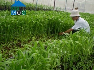 Hình ảnh Bình Thạnh Đông, An Giang