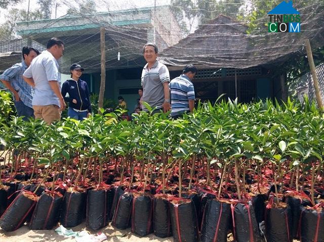 Hình ảnh Vĩnh Hòa, An Giang