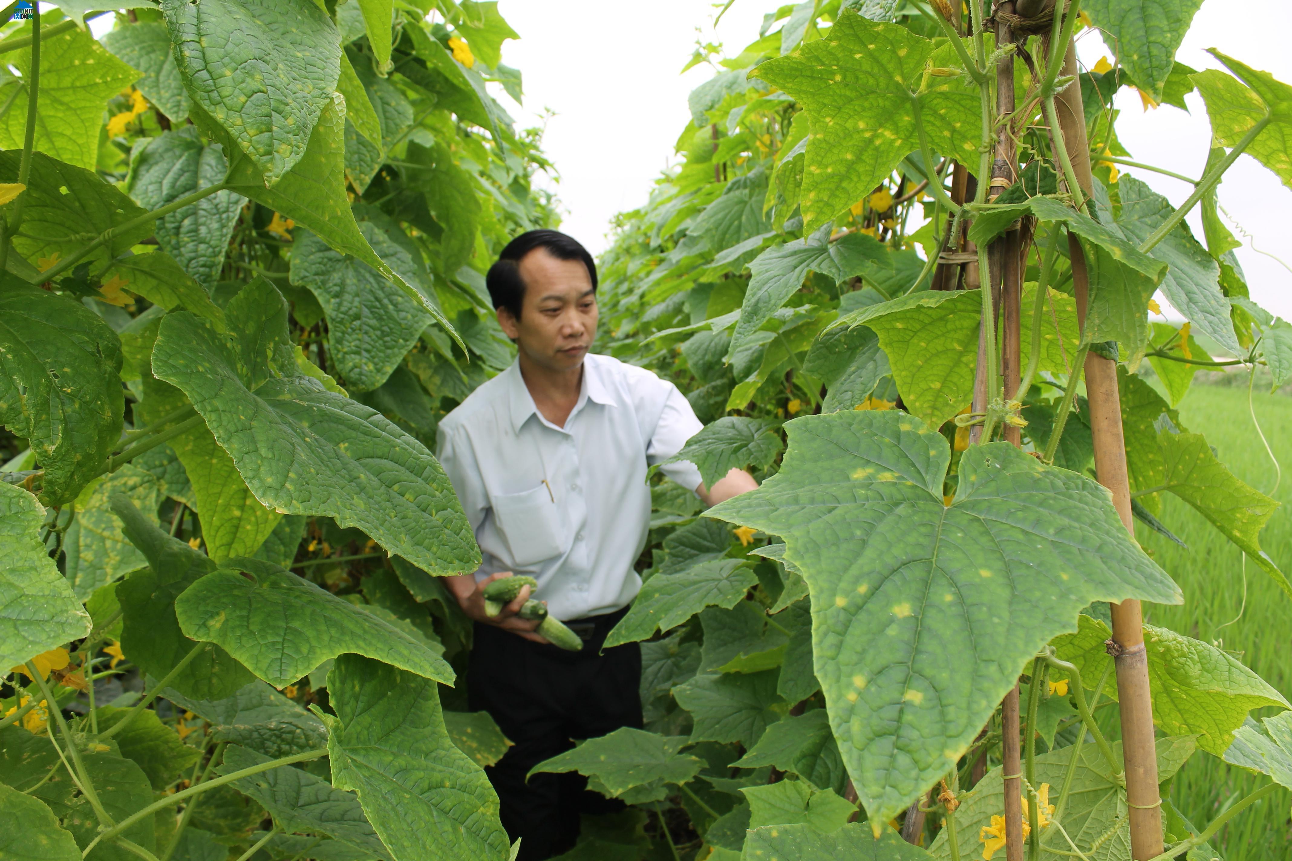 Hình ảnh Mão Điền, Bắc Ninh