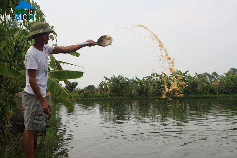 Hình ảnh Đào Viên, Bắc Ninh