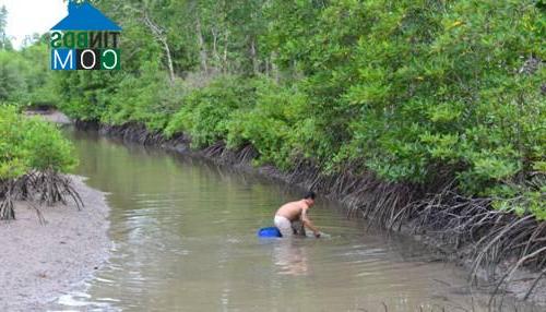 Hình ảnh Đất Mới, Cà Mau
