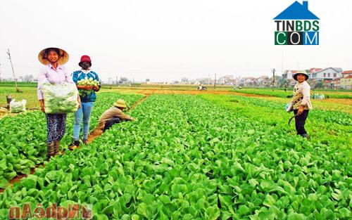 Hình ảnh Quỳnh Anh, Nghệ An