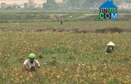 Hình ảnh Yên Thắng, Ninh Bình