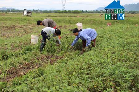 Hình ảnh Cúc Phương, Ninh Bình