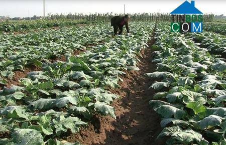 Hình ảnh Khánh Nhạc, Ninh Bình