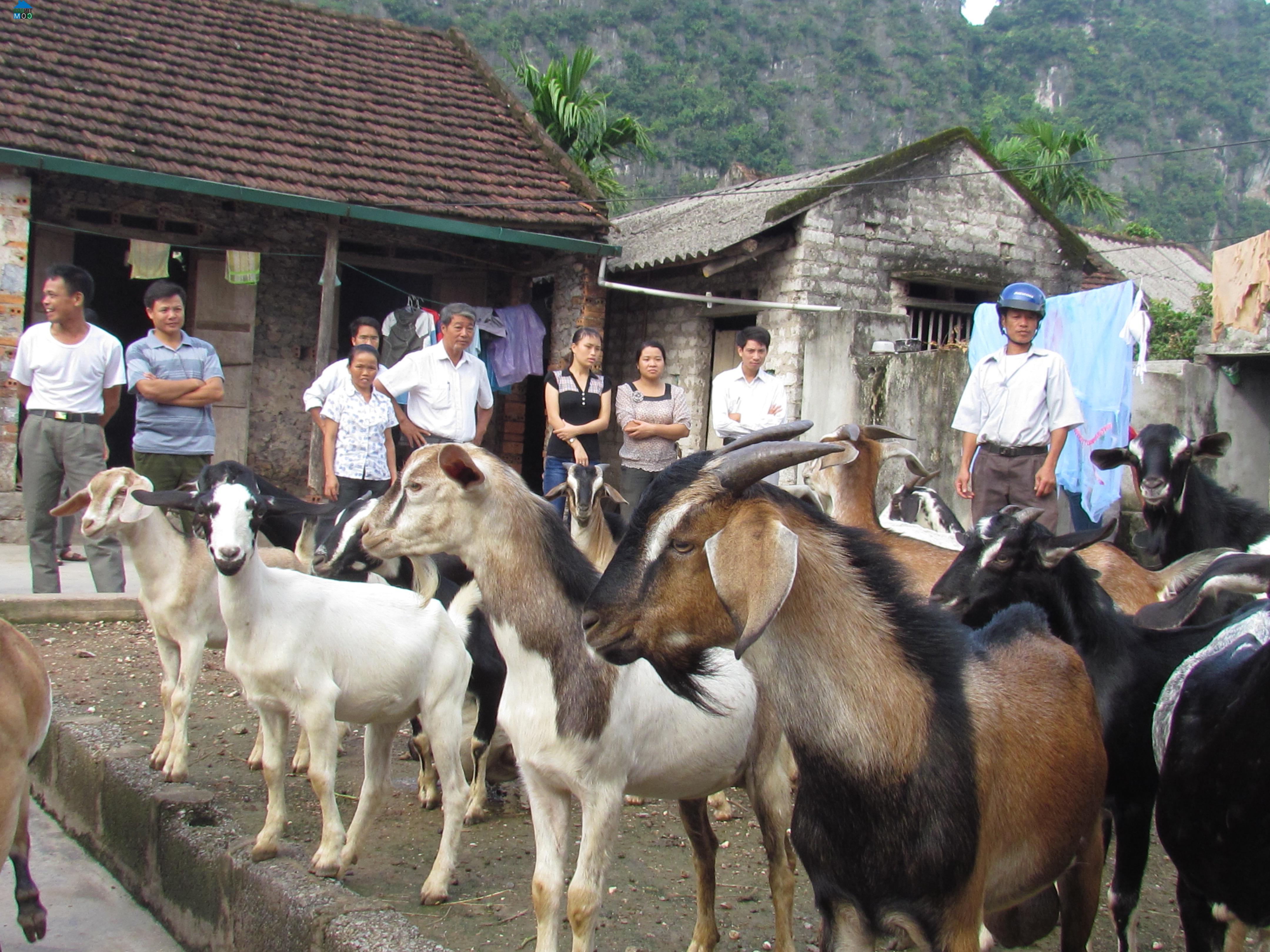 Hình ảnh Lý Thường Kiệt, Ninh Bình