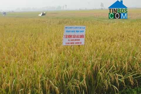 Hình ảnh Minh Tân, Ninh Bình